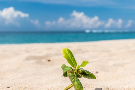 Small plants in the sand of beach. Tropical island Bali, Indonesiaの写真素材