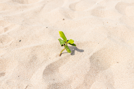 Small plants in the sand of beach. Tropical island Bali, Indonesiaの写真素材