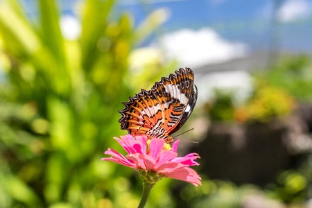 Beautiful exotic tropical butterfly in the park of Bali island, Indonesia.の写真素材