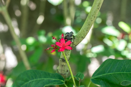 Fresh flowers background outdoors in the park of Bali island, Indonesia. Nature floral background.の写真素材
