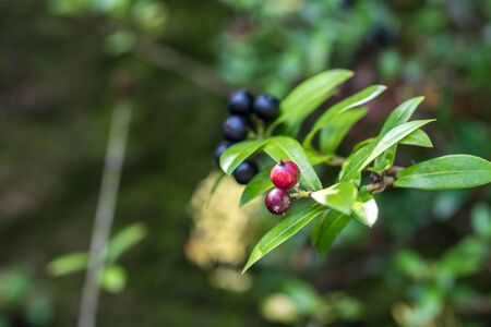 Fresh flowers background outdoors in the park of Bali island, Indonesia. Nature floral background.の写真素材