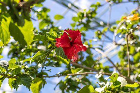 Fresh flowers background outdoors in the park of Bali island, Indonesia. Nature floral background.の写真素材