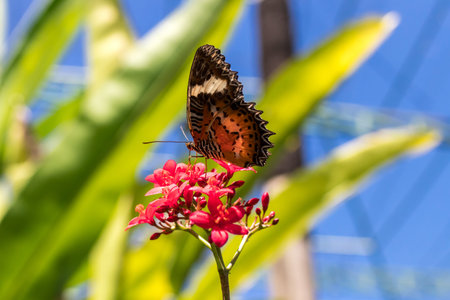 Beautiful butterfly outoodrs in the park of tropical Bali island, Indonesia. Exotic butterfly.
