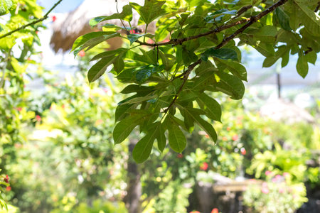 Tropical background. Exotic background. Bali island, Indonesia.