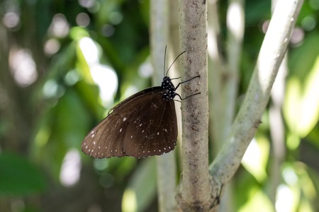 Beautiful exotic tropical butterfly in the park of Bali island.の写真素材