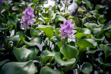 Lush tropical garden with assorted colorful flowers and plants. Bali island.の写真素材