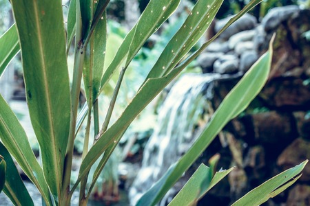 Tropical garden waterfall on exotic island Bali, Indonesia.の写真素材