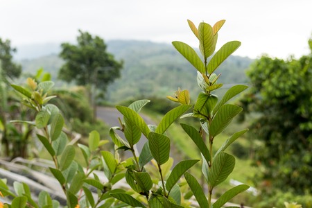 Beautiful tropical flower background on Bali island, Indonesia. Close up of flowers.の写真素材
