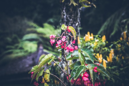 Beautiful tropical flower background on Bali island, Indonesia. Close up of flowers.の写真素材