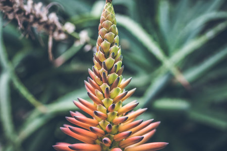 Beautiful tropical flower background on Bali island, Indonesia. Close up of flowers.