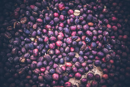 Unroasted organic arabica coffee beans. Tropical exotic Bali island, Indonesia. Authentic bali coffee on a coffee plantation.の写真素材