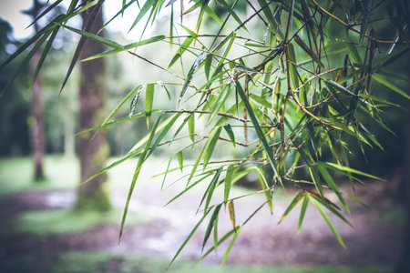 Tropical plants background, Bali island.