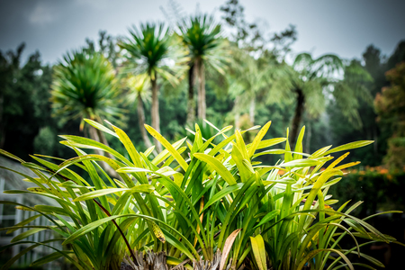 Tropical plants background, Bali island, Indonesia.の写真素材