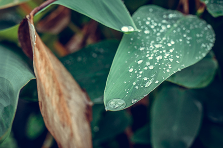 Water drops on fresh green tropical leaf. Bali tropics, Indonesia. Fresh green exotic background.の写真素材