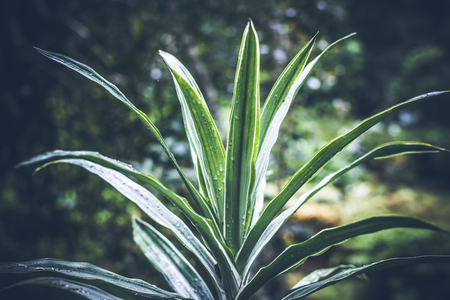 Tropical plants background, Bali island, Indonesia.の写真素材