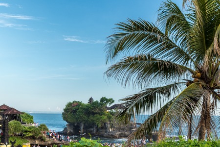 Palm tree on a tropical Bali island.の写真素材