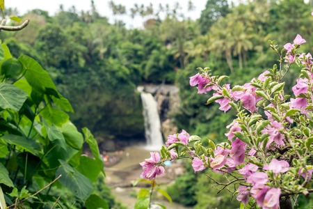 Waterfall deep in the tropical rain forest of Ubud, tropical Bali island, Indonesia. Exotic scene of tropics.の写真素材
