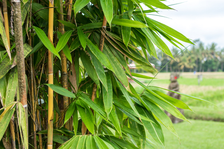 Green Bamboo in nature of Bali island.の写真素材