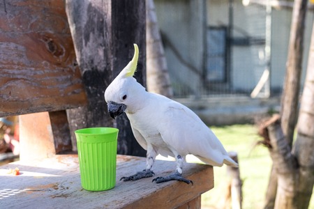 Wild parrot bird on a tree in nature, park of Bali island.の写真素材