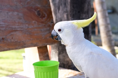 Wild parrot bird on a tree in nature, park of Bali island.の写真素材