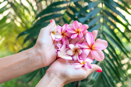Plumeria frangipani flower in woman hand on a beautiful nature backgroundの写真素材