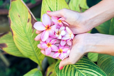 Plumeria frangipani flower in woman hands on a beautiful nature backgroundの写真素材