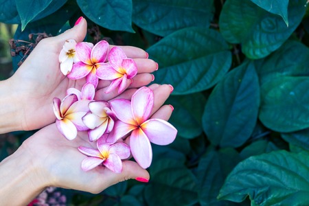 Plumeria frangipani flower in woman hands on a beautiful nature backgroundの写真素材