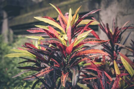 Tropical leaves background outdoors. Bali paradise island.の写真素材