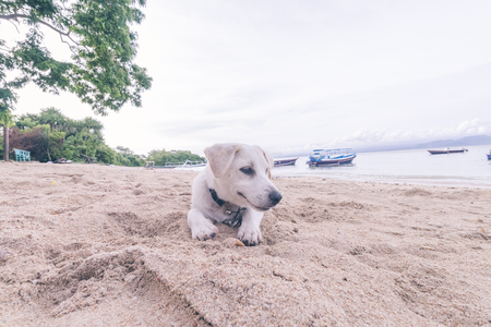 Street dog playing on the beach of Nusa Lembongan island, Bali, Indonesia.の写真素材