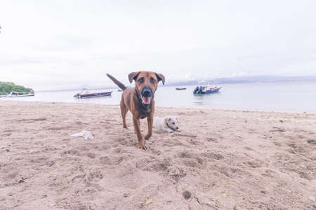 Street dog playing on the beach of Nusa Lembongan island, Bali, Indonesia.の写真素材