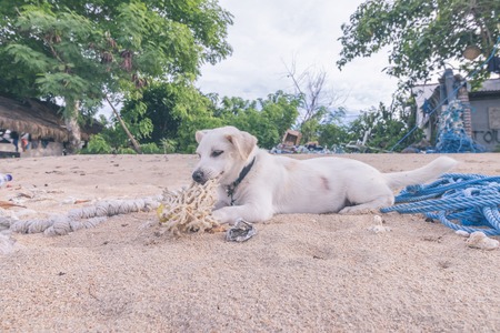 Street dogs playing on the beach of Nusa Lembongan island, Bali, Indonesia.の写真素材