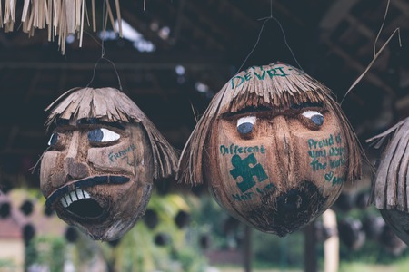 Dry coconuts hanging on a rice terrace background. Tropical island of Bali, Indonesia.の写真素材