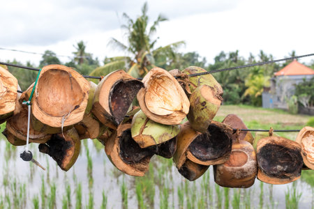 Dry coconuts hanging on a rice terrace background. Tropical island of Bali, Indonesia.