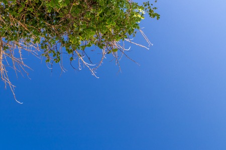 Tropical tree on a blue sky background. Paradise island of Bali.の写真素材