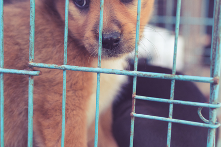 Puppy dogs in the cage in adoptation center of Bali island.の写真素材