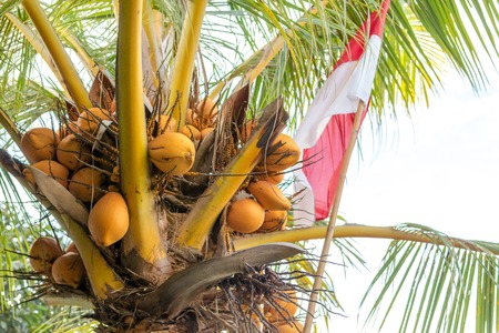 Indonesian Flag on coconut palm. Red and White. Bali island.の写真素材
