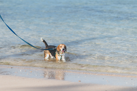 Young woman with her lovely beagle dog on the beach of Bali island.の写真素材
