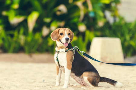 Cute female beagle dog on the beach of Bali island.の写真素材