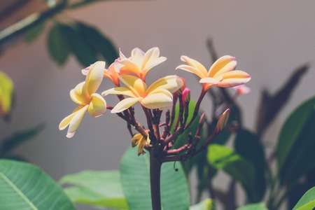 Beautiful picture of frangipani plumeria flowers in the garden of balinese house, Bali island.の写真素材