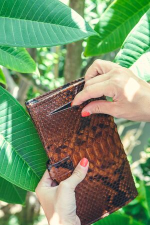 Stylish female hands holding luxury snakeskin python wallet. Fashionable women accessory. Tropical background.の写真素材