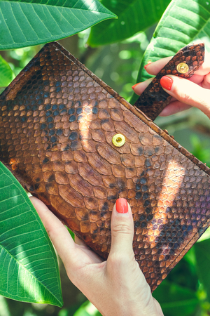 Stylish female hands holding luxury snakeskin python wallet. Fashionable women accessory. Tropical background.の写真素材