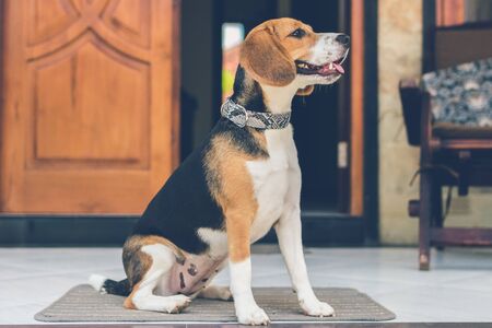 Closeup portrait of female beagle dog outdoors, Asia, Bali island.の写真素材