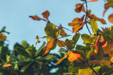 Red, Green Orange Autumn Leaves Background. Tropical leaves background. Bali island.の写真素材