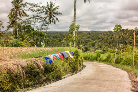 Green tropical landscape with blue sky. Bali island, Indonesia.の写真素材