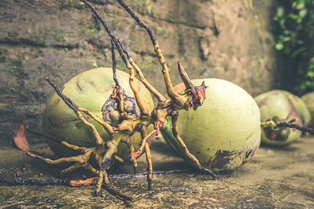 Fresh young coconuts. Tropical island of Bali, Indonesia. Exotic raw fruit.の写真素材