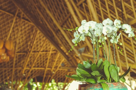 White orchids with space for text. Bali island.の写真素材