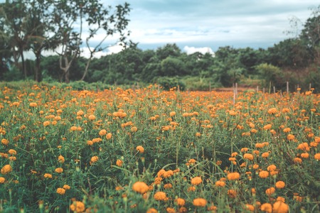 Marigold field, Bali island, Indonesia.の写真素材
