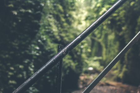 Deep in the asian rainforest. Tropical nature.の写真素材