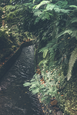 Deep in the asian rainforest. Tropical nature.の写真素材