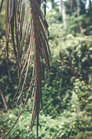 Deep in the asian rainforest. Tropical nature.